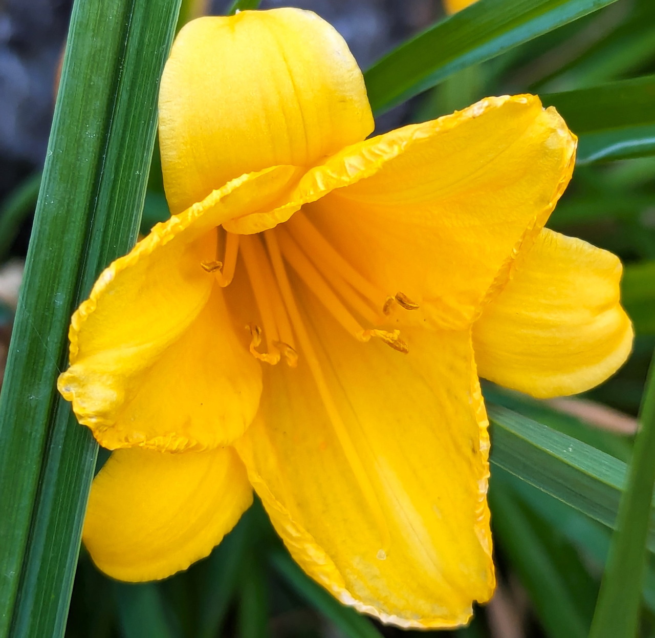 Bright yellow lily flower with ruffled petals in close-up view