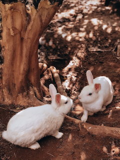 Two white rabbits resting on brown ground near tree roots in dappled light