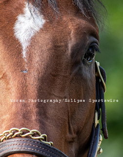 Close-up of a brown horse's face with white marking and chain bridle