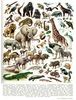 Vintage natural history illustration showing collection of African wildlife species including mammals, birds, and reptiles
