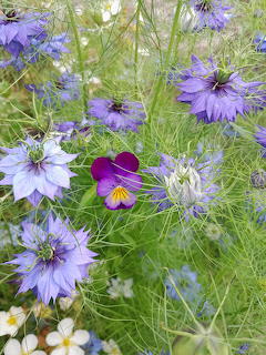 Heartsease and Nigella Flowers