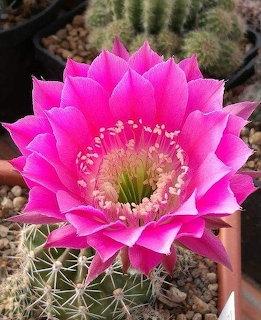 Pink Cactus Flower Bloom