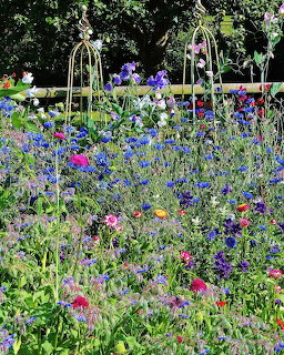 Colorful Garden Border Flowers