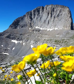 Rocky mountain peak with yellow wildflowers in foreground