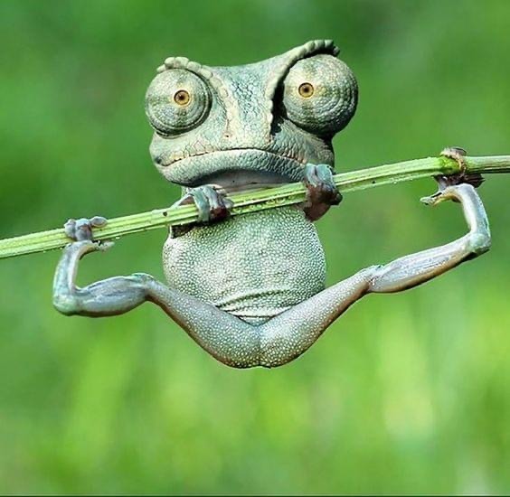Green chameleon hanging from branch doing pull-up exercise with bulging eyes