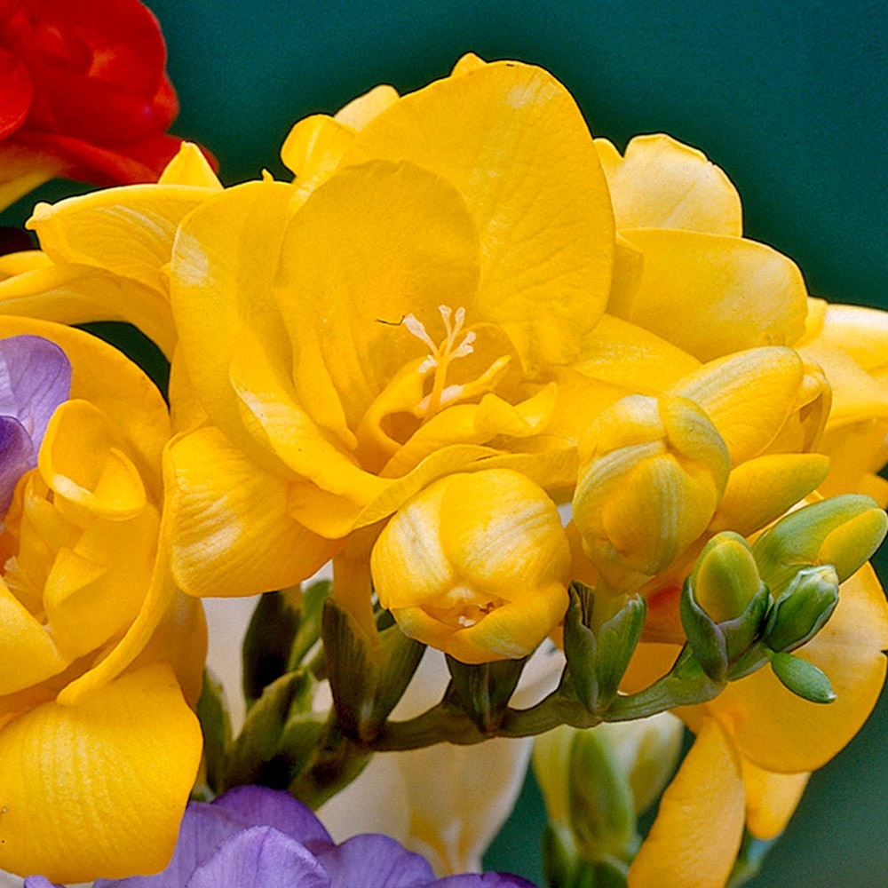 Yellow Freesia Flowers