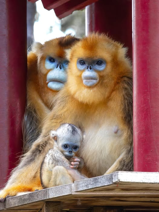 Golden Snub-Nosed Monkeys