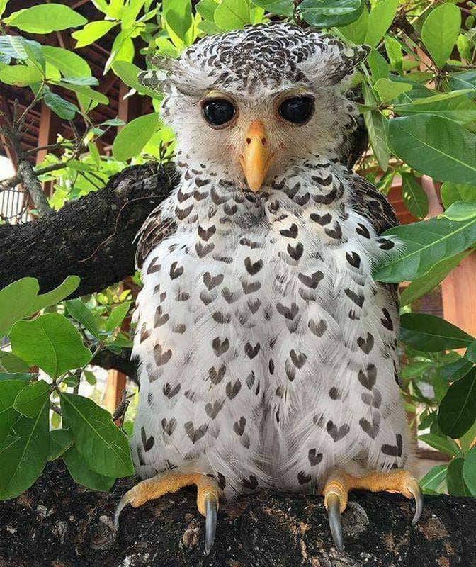 Spot-bellied eagle owl perched on a tree branch surrounded by green leaves