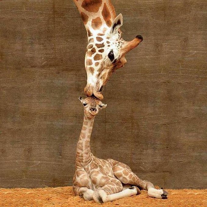 Adult giraffe bending down to touch a baby giraffe lying on the ground