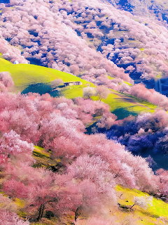 Cherry Blossom Hillside