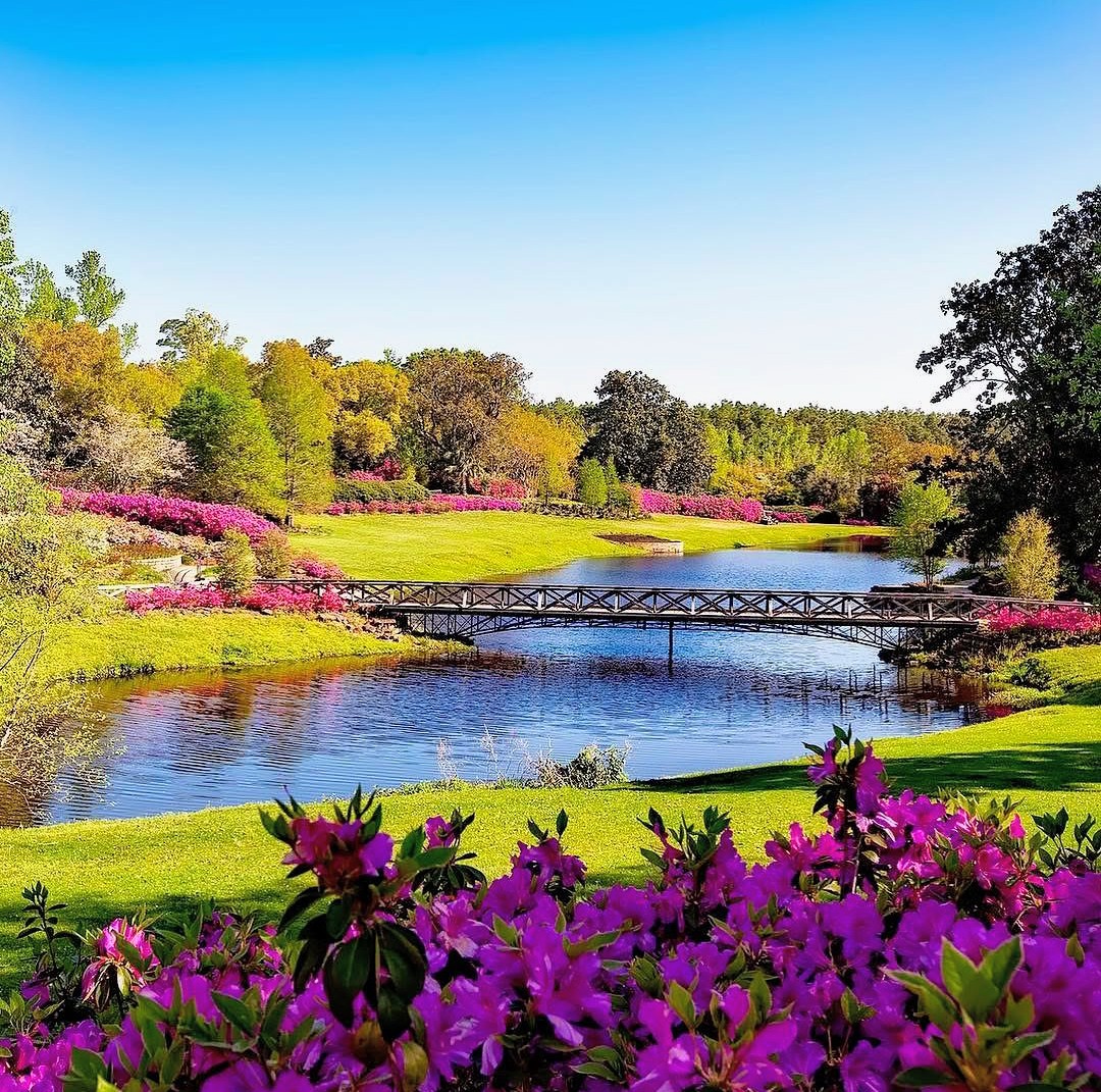 Colorful azalea garden with purple flowers in foreground, wooden bridge over pond, green lawns and trees