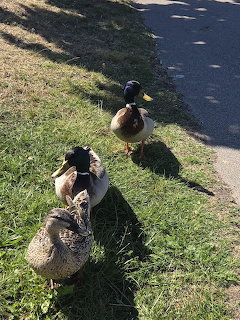 Three ducks standing on green grass next to a paved path in sunlight