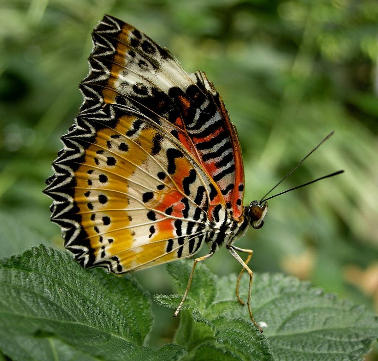 Colorful butterfly with orange and black wings perched on a green leaf