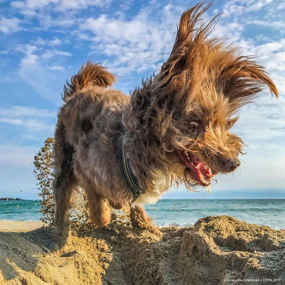 Small terrier dog shaking water off its fur on a sandy beach with ocean and blue sky behind
