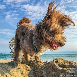 Dog Shaking at Beach
