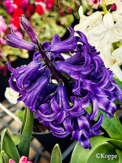Close-up of a deep purple hyacinth flower in full bloom with green leaves and white flowers behind