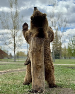 Brown bear standing upright behind a wooden post in a grassy outdoor enclosure