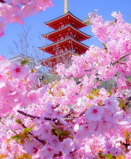 Sakura and Japanese Pagoda