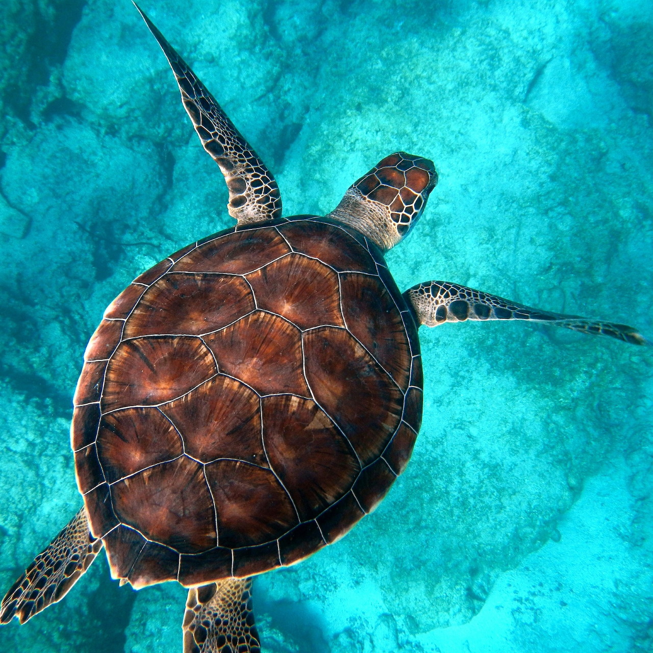 Sea turtle with brown patterned shell swimming in bright turquoise water viewed from above