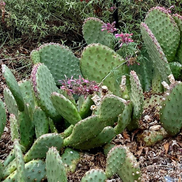 Prickly pear cactus with green pads and pink blooms in desert landscape