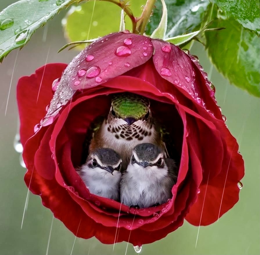 Three baby birds sheltered inside a red rose bloom with water droplets