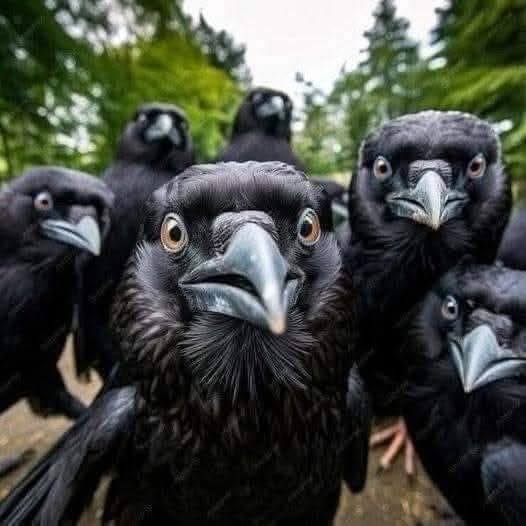 Group of black crows looking directly at camera with curious expressions and green foliage behind