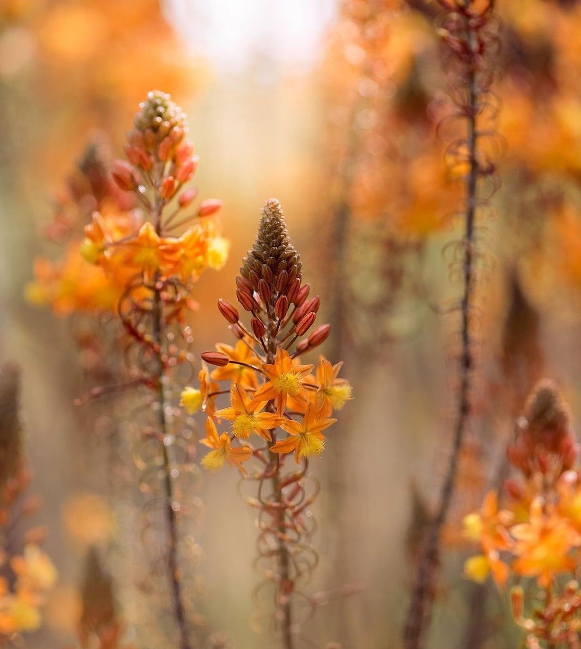 Orange wildflowers on stems with soft bokeh background in warm autumn tones