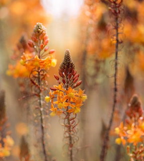 Orange Wildflowers Autumn