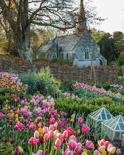 Colorful tulip garden with pink and purple flowers in front of a small stone church with Gothic windows