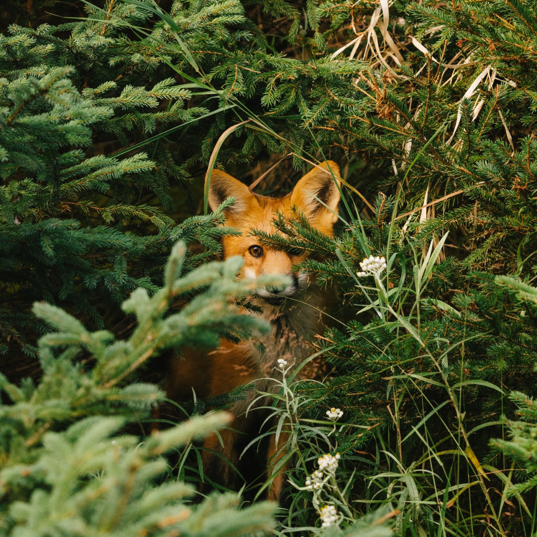 Young red fox peeking through evergreen branches and grass