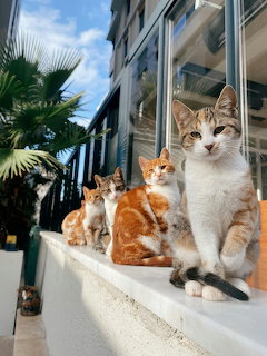 Four orange and white cats sitting together on a wall in front of an apartment building