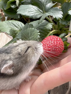 Hamster and Strawberry