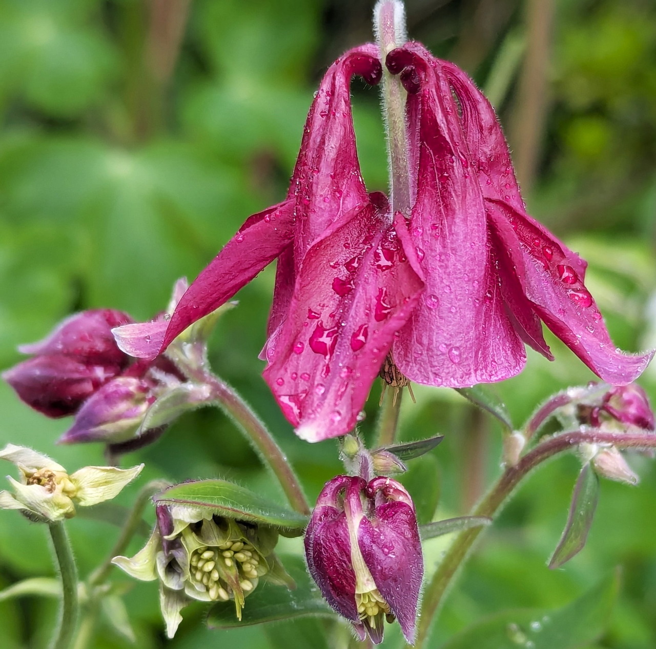 Deep red columbine flower with raindrops on petals against blurred green background