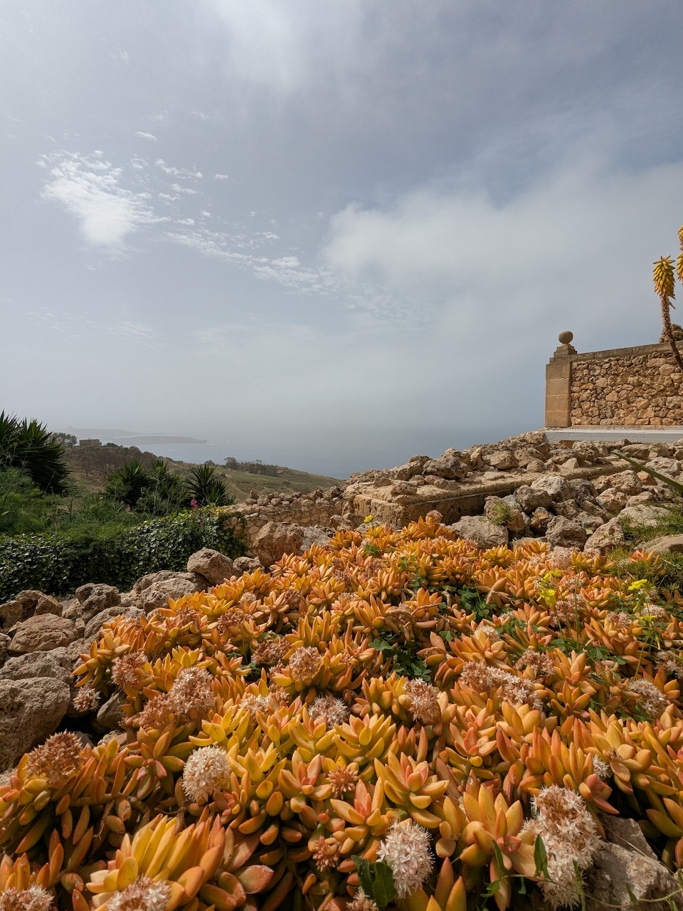 Orange succulents covering stone walls on a Gozo hilltop with a hazy sea view in the background