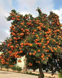 Orange Tree Full of Fruit