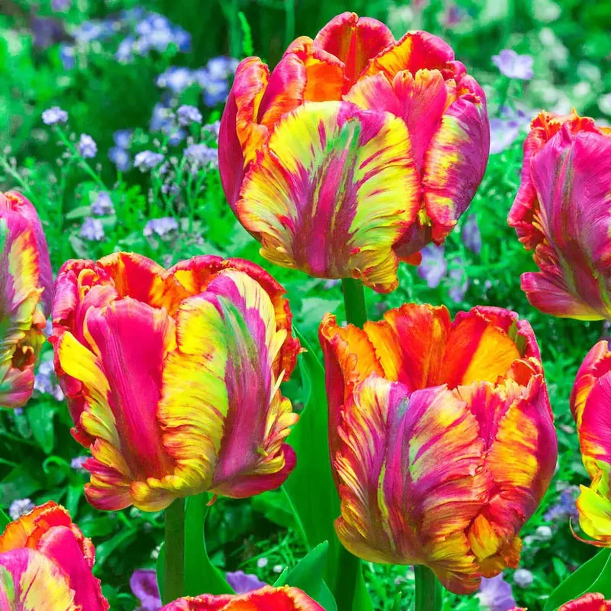 Close-up of multicolored parrot tulips with ruffled petals in red, yellow, and pink shades in a spring garden