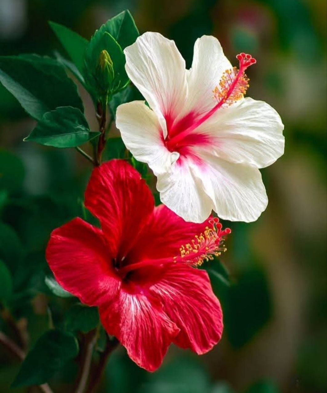 White and Red Hibiscus