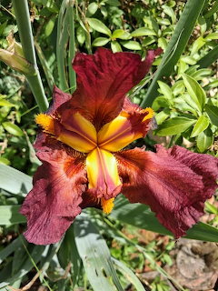 Dark red and yellow iris flower bloming among green leaves in a garden