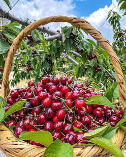 Wicker basket full of ripe red cherries with green leaves and cherry tree behind