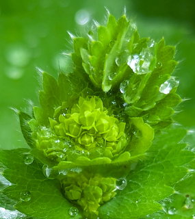 Close-up of green lady's mantle buds and leaves with raindrops