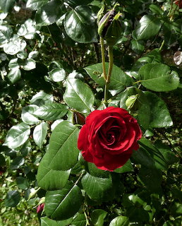 A vibrant red rose bloming among dark green leaves in a garden