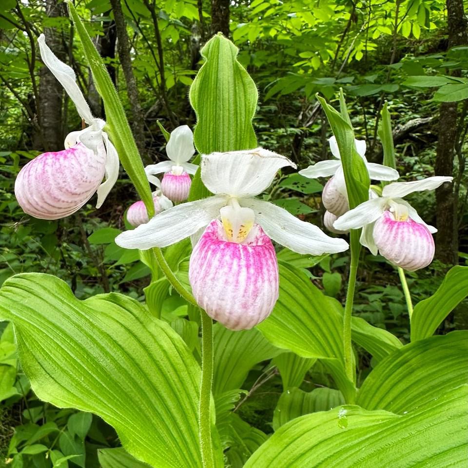 Pink and white lady's slipper orchid with green leaves and ferns in forest