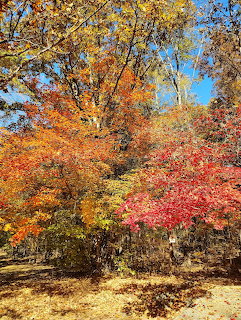 Autumn trees with red, orange, and yellow leaves beneath a blue sky in a park