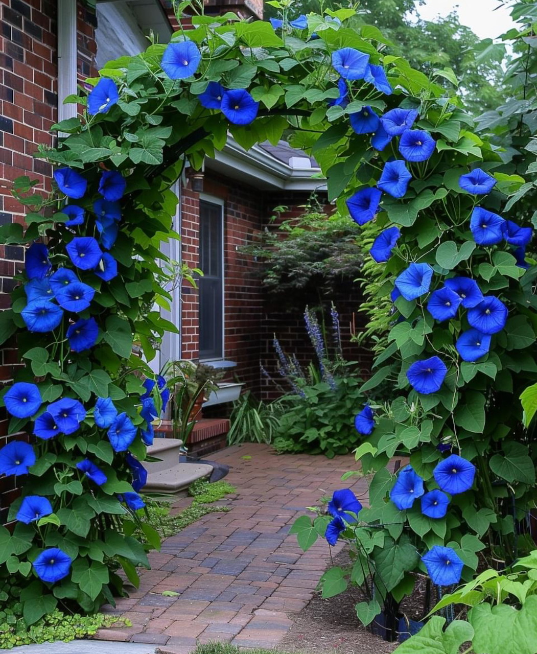 Blue Morning Glory Trellis Arch
