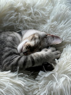 Sleeping Taby Kitten