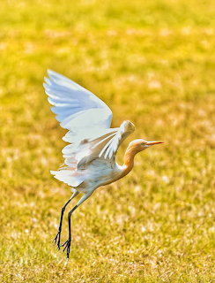 Cattle Egret in Flight