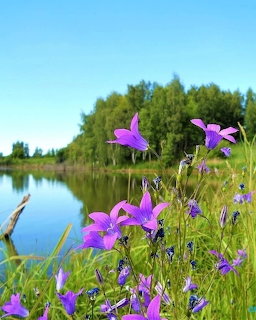 Purple wildflowers beside tranquil lake with trees and blue sky