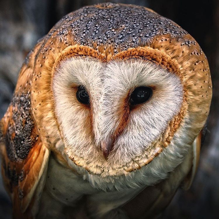 Close-up of a barn owl with heart-shaped face, brown and gray feathers, and dark eyes looking at camera