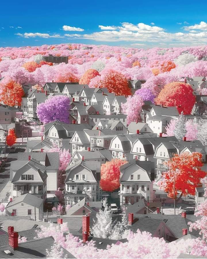 Gray suburban houses surrounded by bright pink and red trees beneath a blue sky