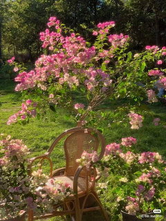 Pink flowering bush next to wicker chair in sunny garden